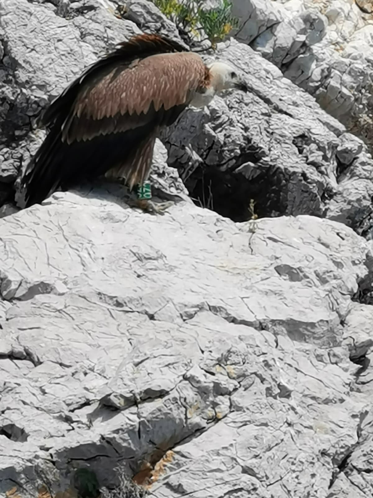 Nutrire i gabbiani sull'isola di Galun