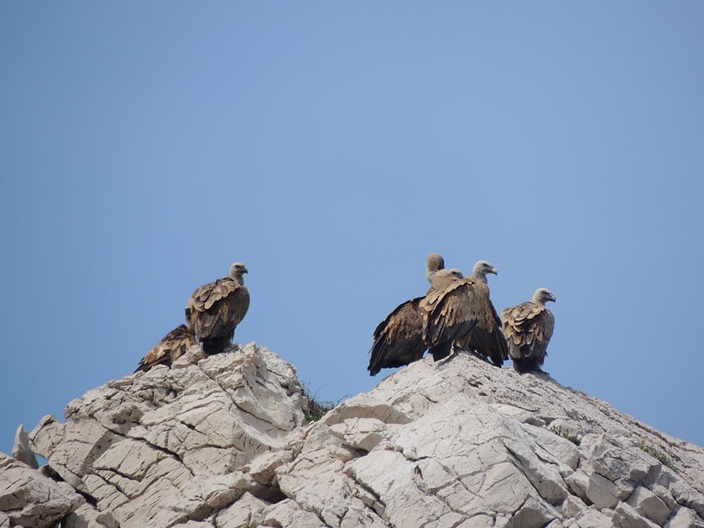 Griffon vultures on Cres